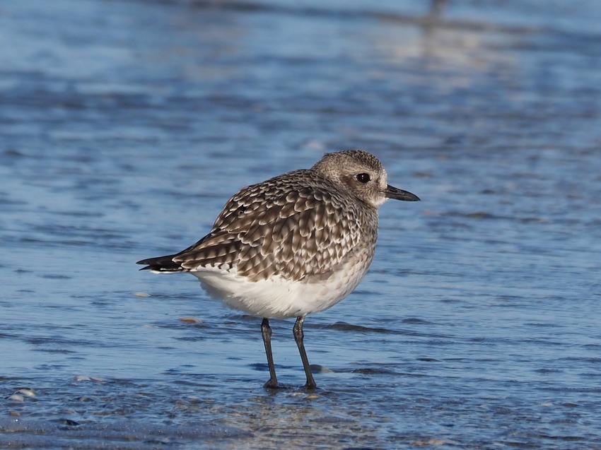 Pivieresse (Pluvialis squatarola)